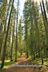 A dirt hiking trail through lodgepole pine trees