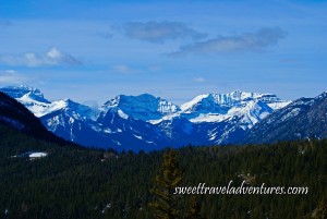 An evergreen forest with snow covered mountains in the background and a light blue sky with a few fluffy clouds