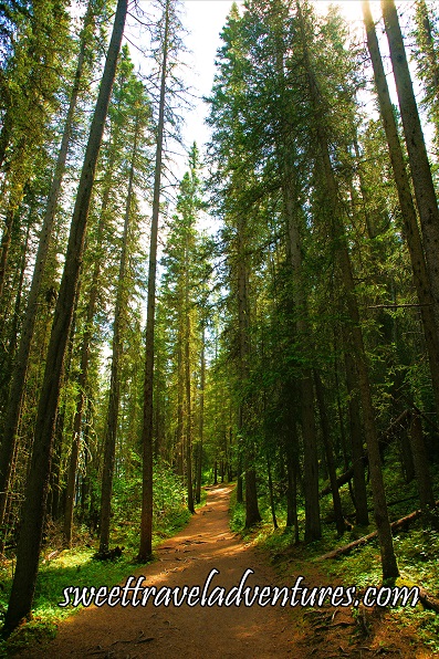 A dirt hiking trail with tall green lodgepole pine trees on both sides of the trail