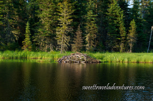 Beaver lodge made with wooden branches on rippled lake next to grassy shore with many large green trees