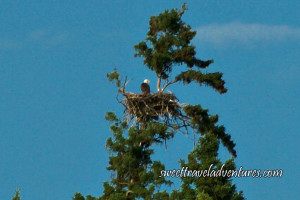 Back of eagle in eagle nest on top part of large tree and blue sky