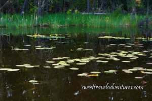 Several Lily Pads and Yellow Flowers Next to Reeds Reflected on the Calm Water