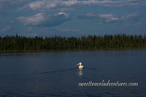 Pelican on large blue lake with green trees in the background and blue sky with several large fluffy white clouds