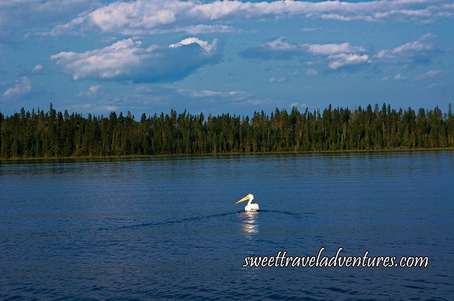 Pelican on large blue lake with green trees in the background and blue sky with several large fluffy white clouds