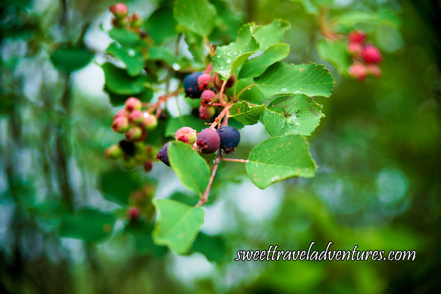 Purpleish-Blue, Red, and Green Berries Hanging From A Branch With Green Leaves