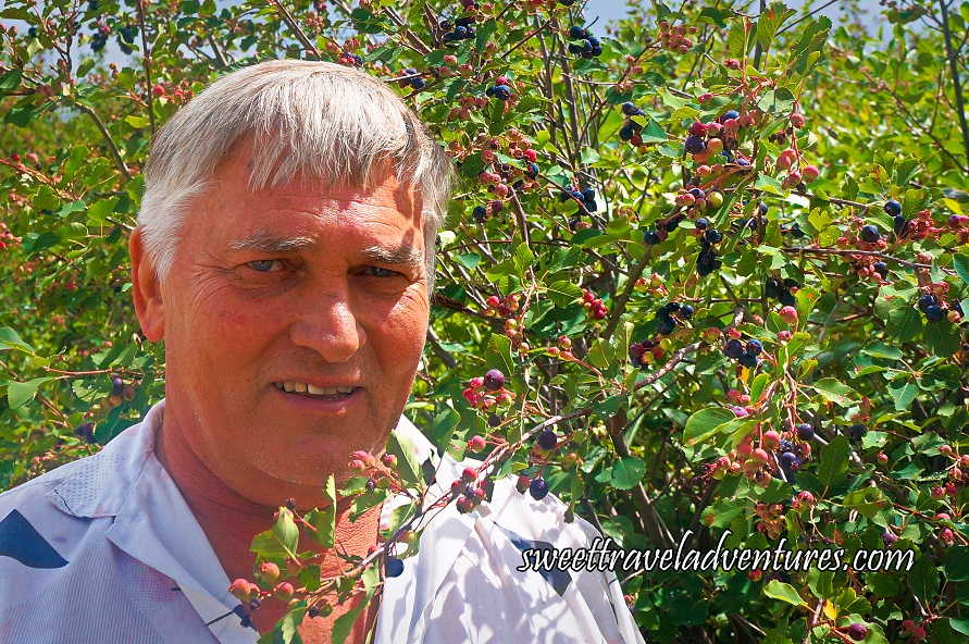 A Man With Grey Hair and a Grey Shirt is Standing to the Left of Some Bushes With Green Leaves and Purplish-Blue, Red, and Green Berries