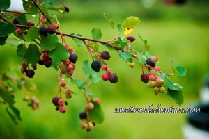 Purplish-Blue, Red, and Green Saskatoon Berries on a Branch of a Bush With Green Leaves and Green Grass in the Background