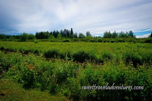 Rows of Green Bushes With Berries and Green Trees in the Background and a Blue Sky With Lots of Large Fluffy White Clouds Joined Together