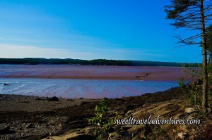 Blue Sky and Hard Packed Reddish Brown Mud With a Little Blue Water on Top, Footprints Through the Mud on the Right-Hand Side, a Dirt Shoreline With Two Small Trees on the Right and a Small Green Plant in the Middle, in the Distance the Land is Covered With Many Green Trees