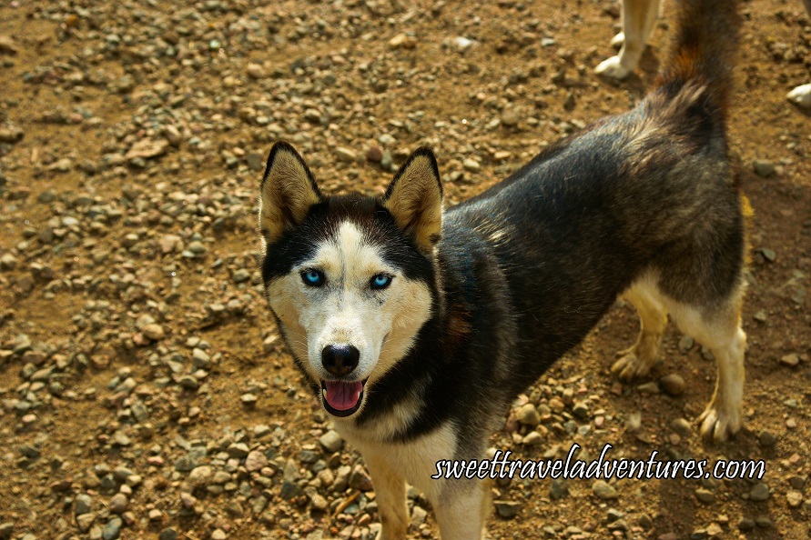 A Blue-Eyed Husky Looking at You With a Dark Coat and White Face and Legs, its Ears Pointed Straight Up, and Mouth Open, Standing on Gravel and Dirt