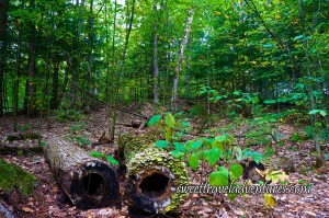 Two Large Hollow Logs Lying on the Forest Floor With Green Plants Around One of Them, Some Small Green Plants Around the Logs, and Behind Are Tall Green Trees