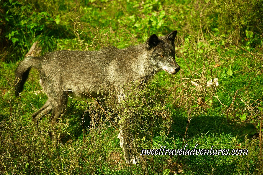 Side View of Large Grey Wolf Standing in Green Grass