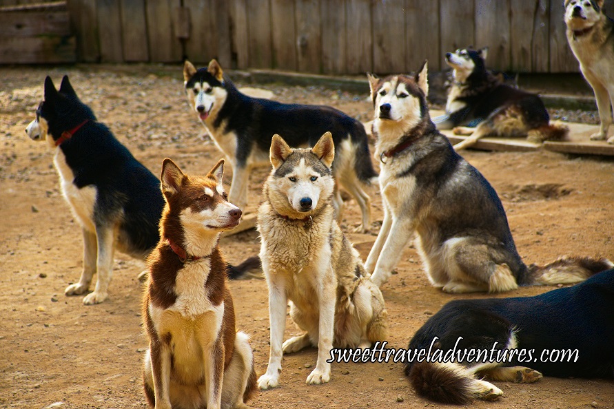 Two Rows of Huskies, the First Row the Huskies Are All of Different Colours and the Second Row Are All Black With White Stomachs, One Black Husky Lying Down on the Right in Partial View of its Body and Tail End