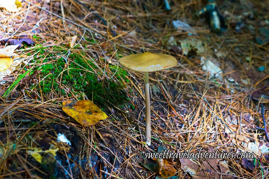 Mushroom With Thin Long Stem and Wide Flat Top in a Golden Colour Growing From the Ground With Grass and Leaves Around it