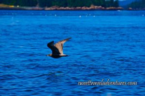 Medium Sized Grey and White Bird Flying Over Rippled Blue Water