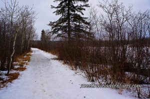 A Snowy Trail Lined With Bare Trees, to the Right is a Frozen River, and a Grey Sky